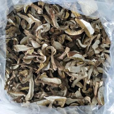 松蘑一级