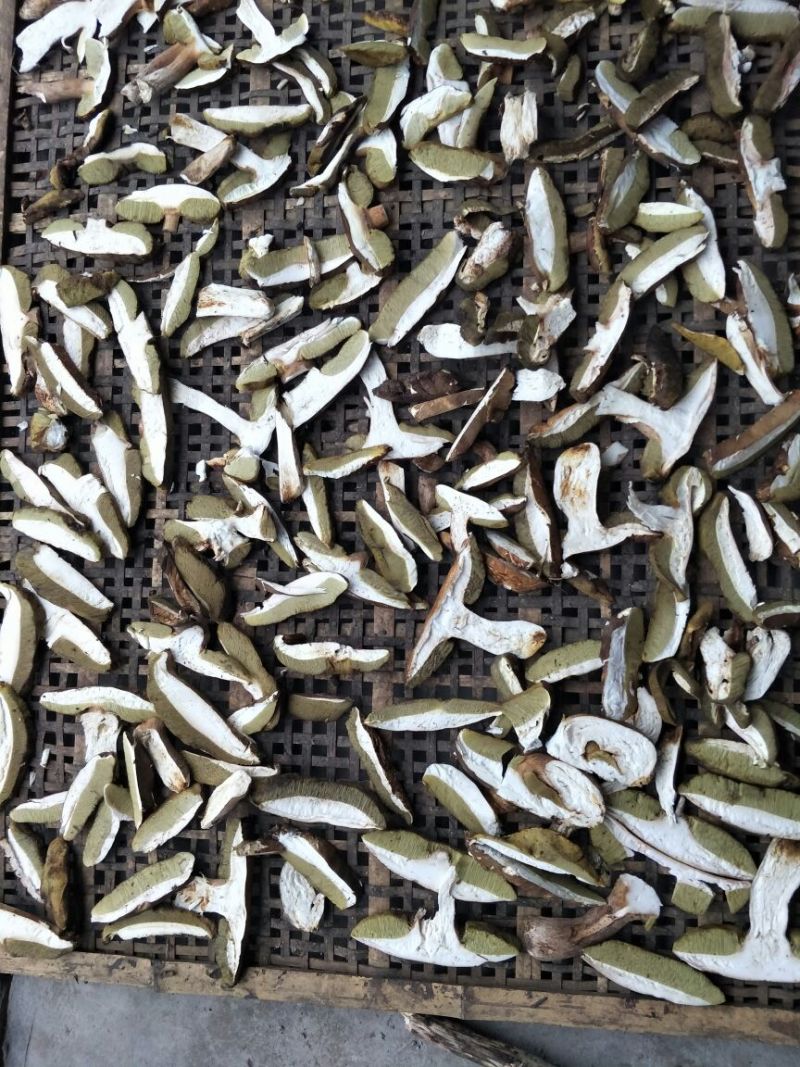 松蘑一级
