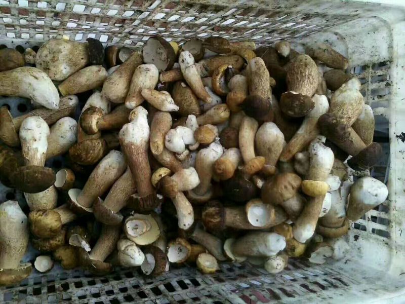 松蘑一级