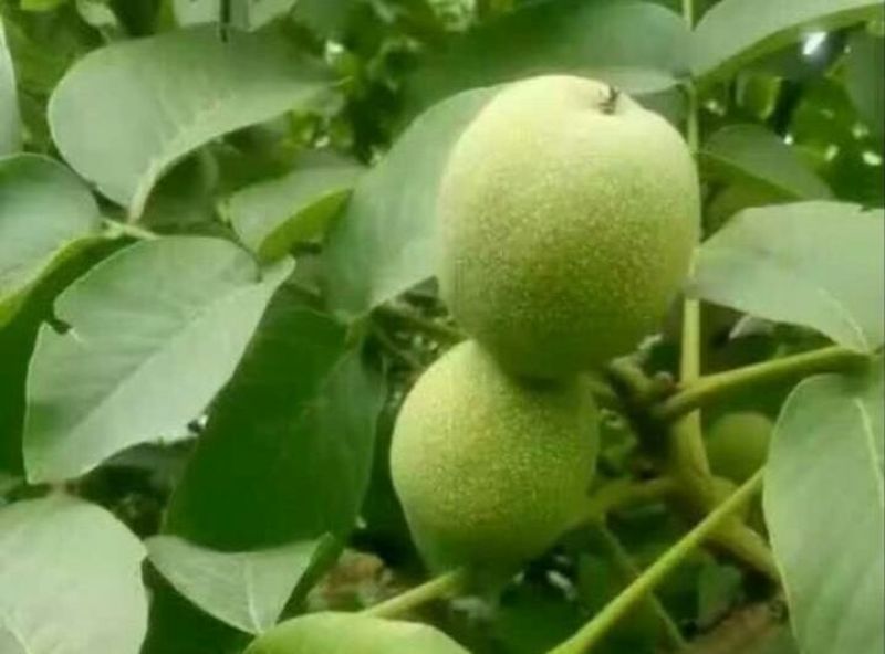 河南产地品种优良青皮核桃