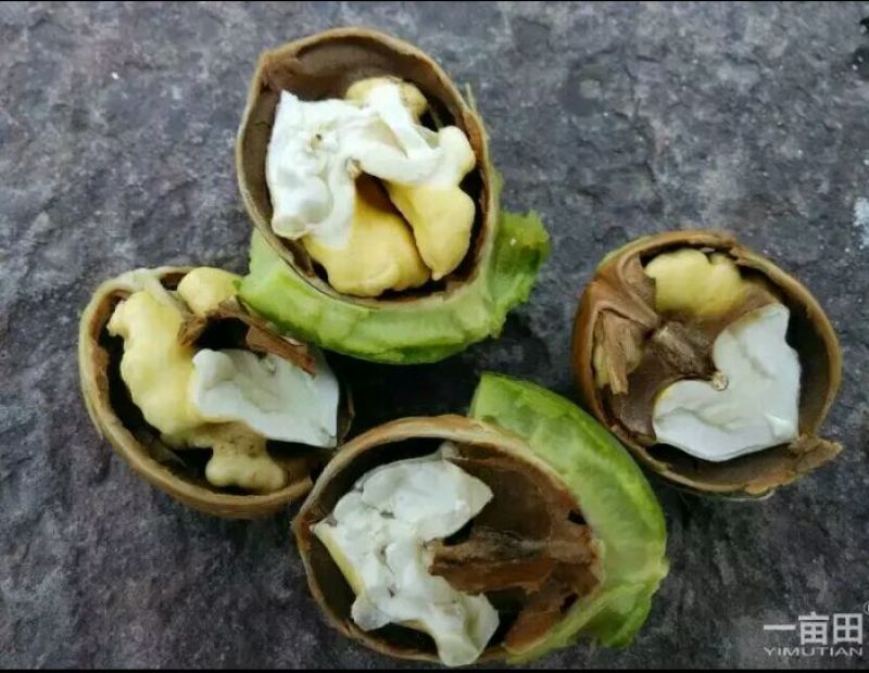 河南产地品种优良青皮核桃