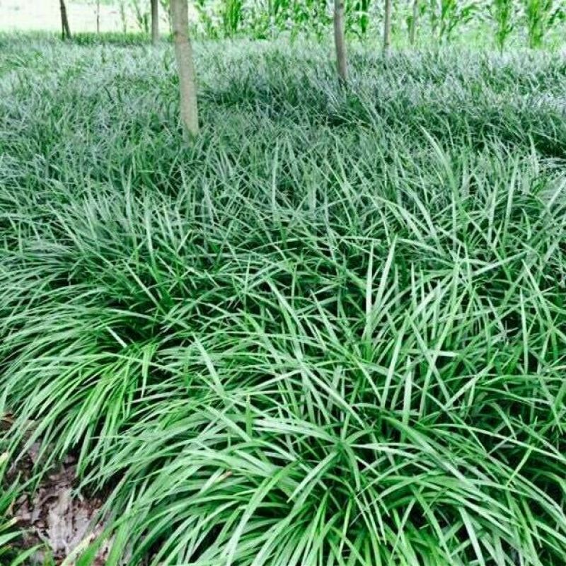 小叶麦冬苗