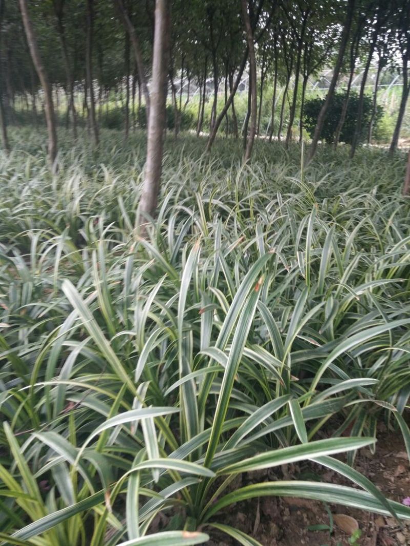 小叶麦冬苗