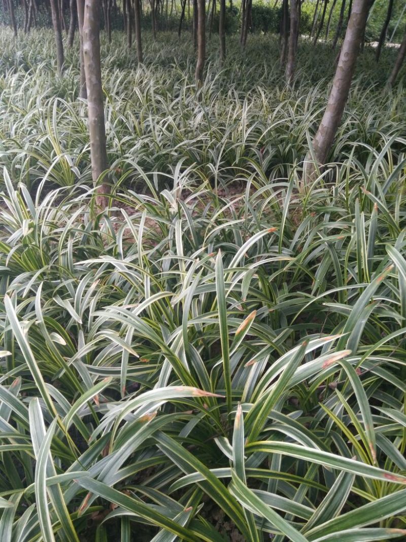 小叶麦冬苗