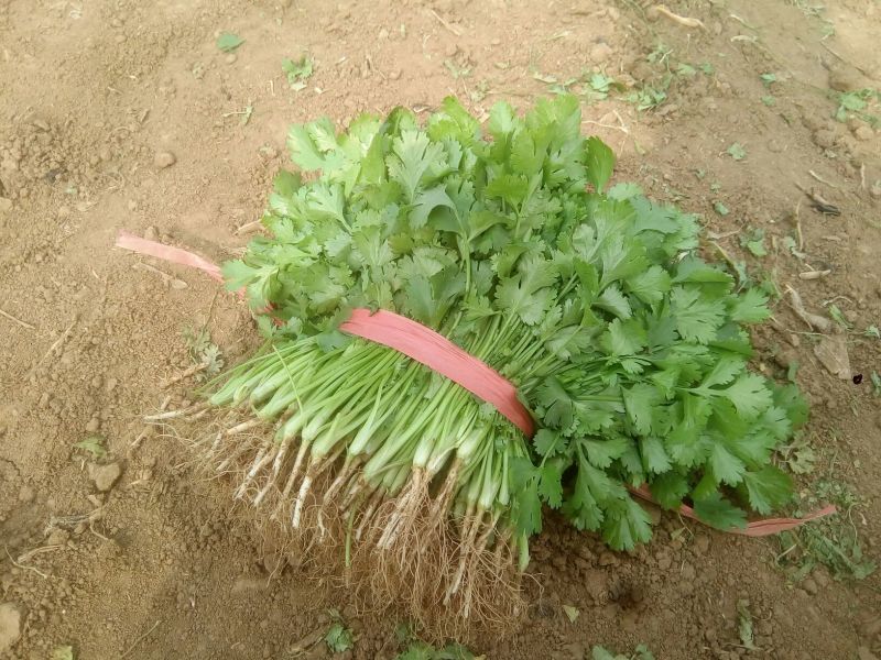 大叶香菜20~25厘米以上