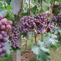 京亚葡萄0.6~0.8斤5%以下