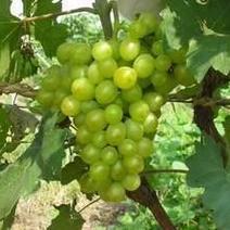 维多利亚葡萄0.6~0.8斤5%以下