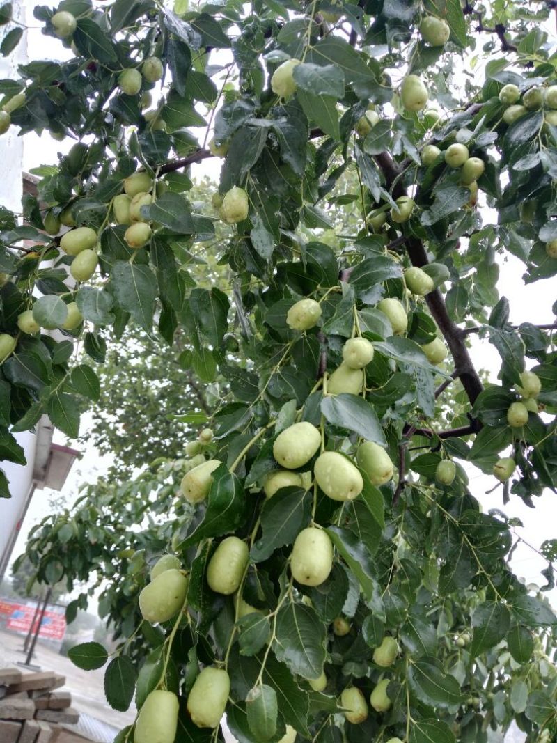 青枣20g以下