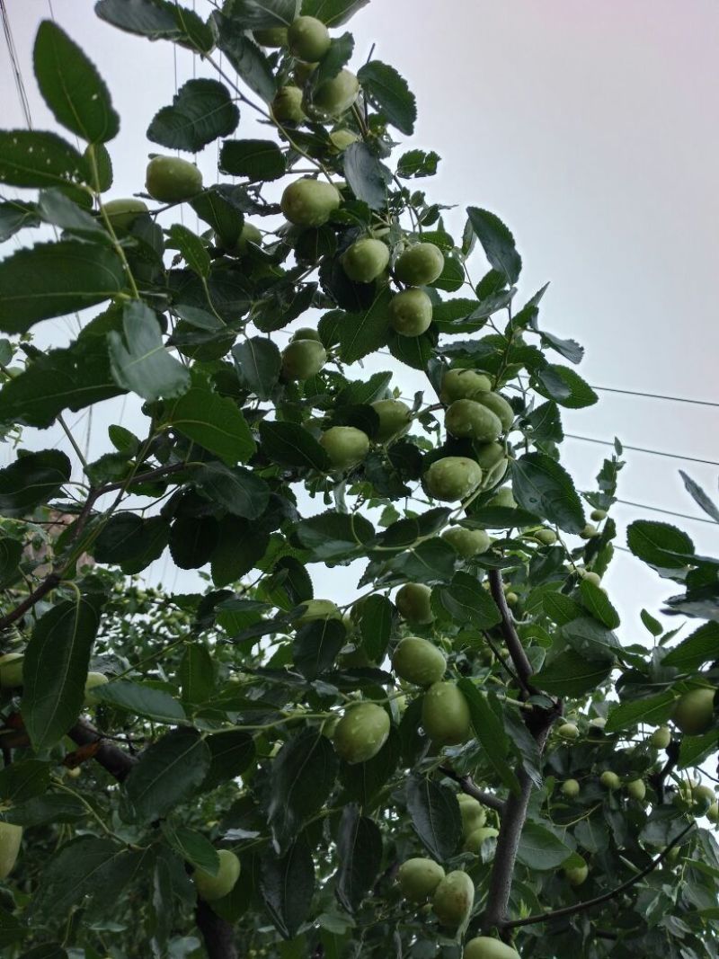青枣20g以下