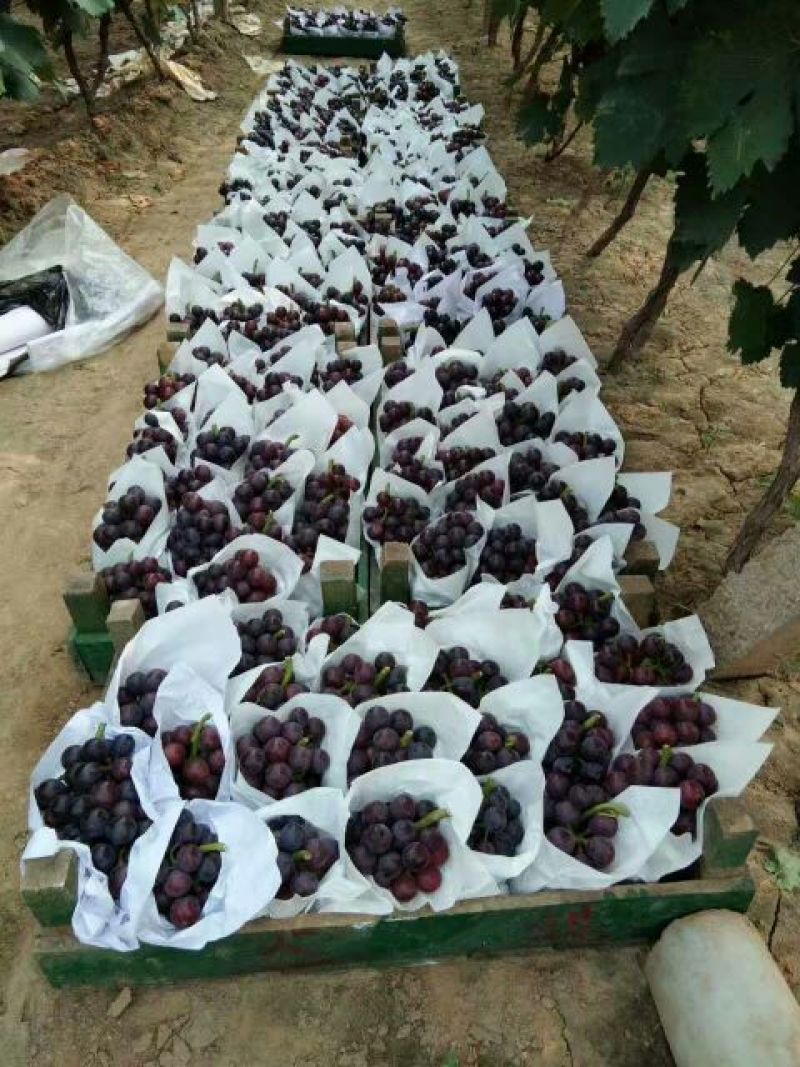 精品京亚葡萄大量上市一级二级价格合理