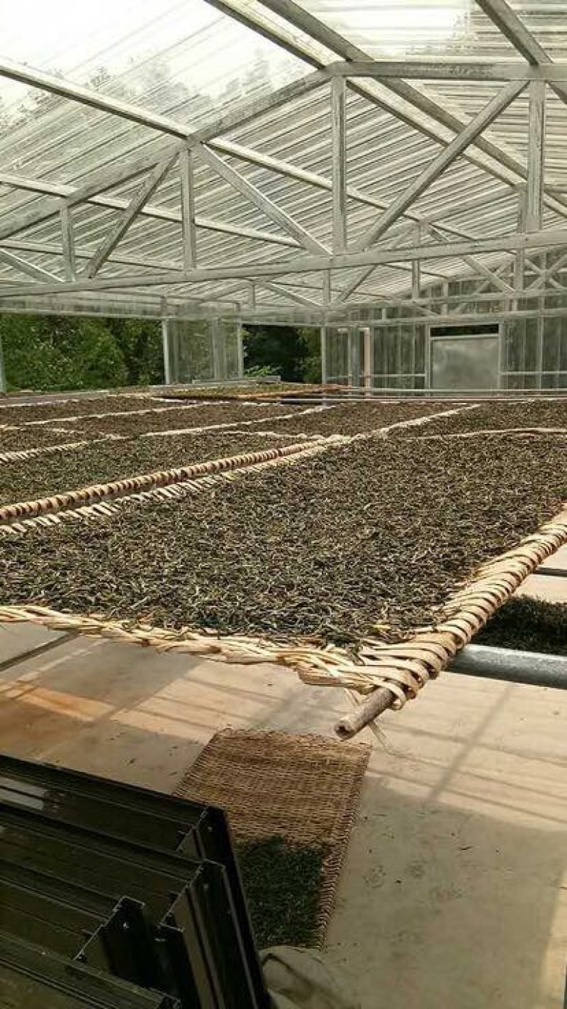古树普洱茶特级
