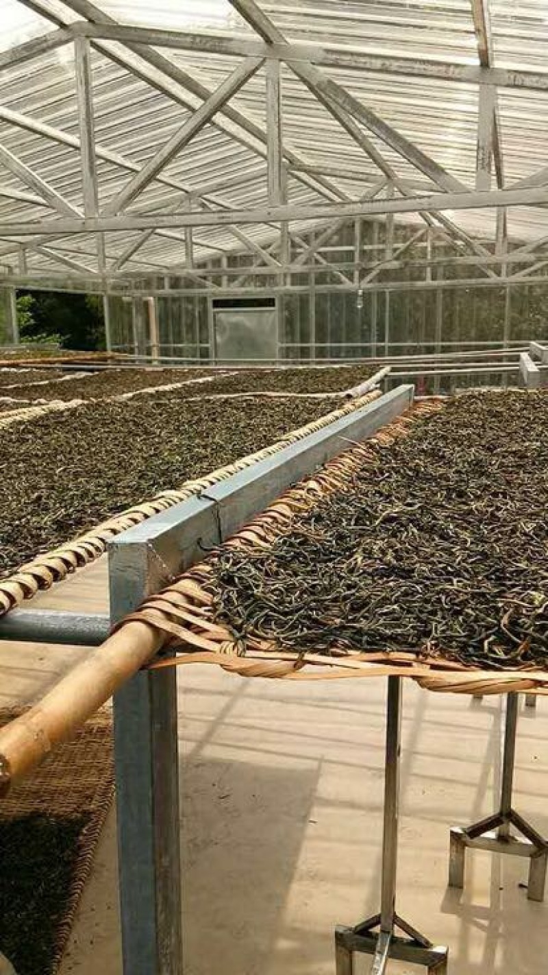 古树普洱茶特级