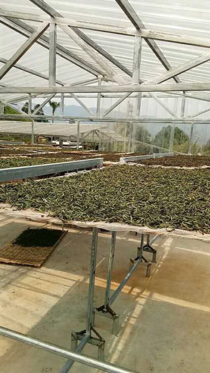 古树普洱茶特级