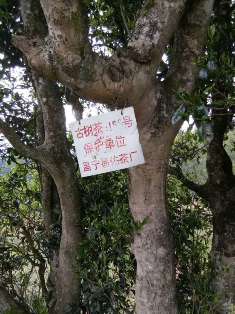 古树普洱茶特级
