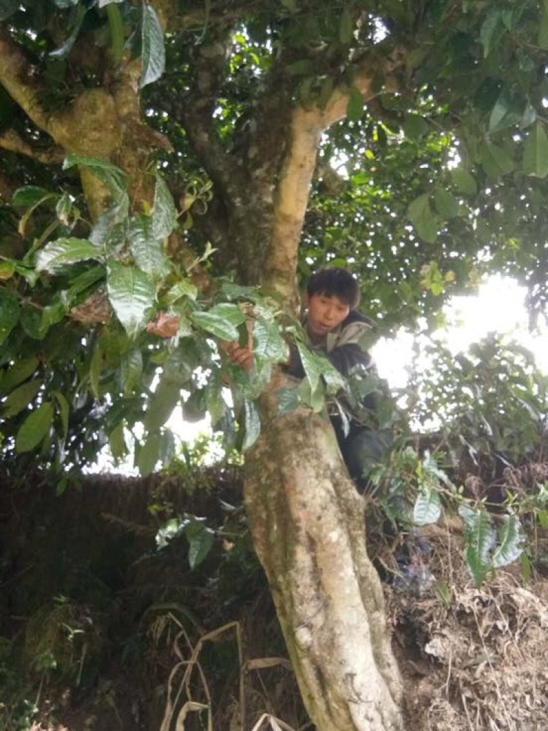 古树普洱茶特级