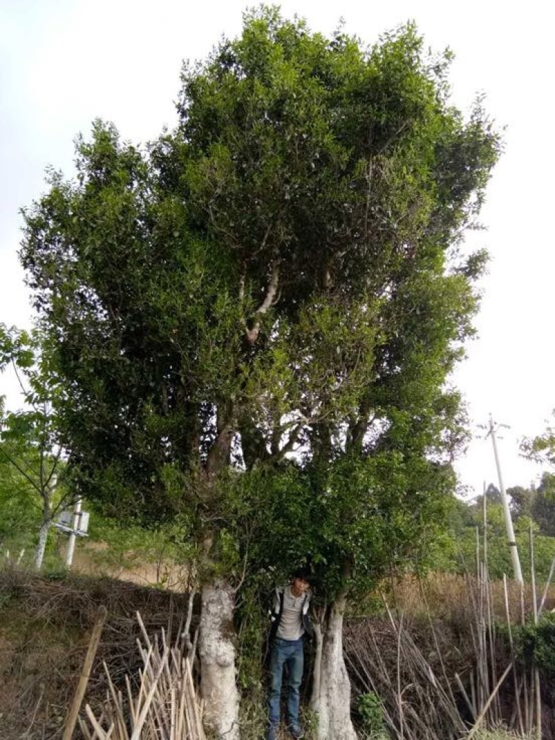 古树普洱茶特级