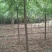 丝棉木自家卫矛苗圃基地常年经营各种绿化工程苗