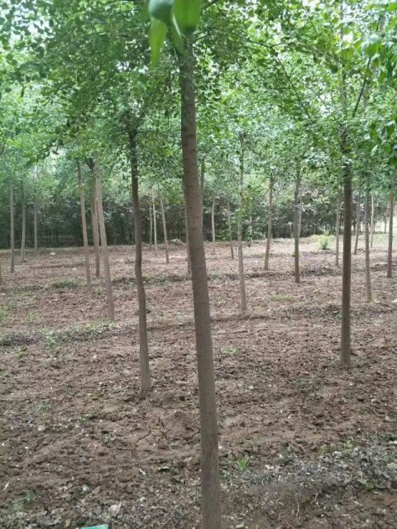 丝棉木自家卫矛苗圃基地常年经营各种绿化工程苗