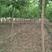 丝棉木自家卫矛苗圃基地常年经营各种绿化工程苗