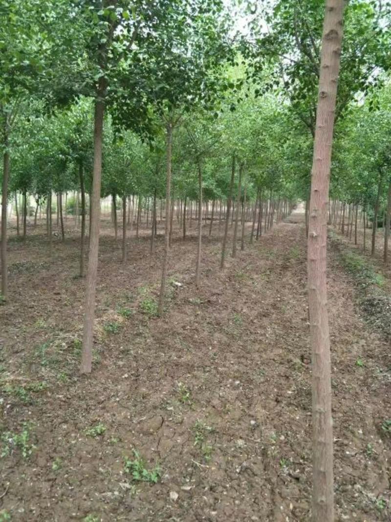 丝棉木自家卫矛苗圃基地常年经营各种绿化工程苗