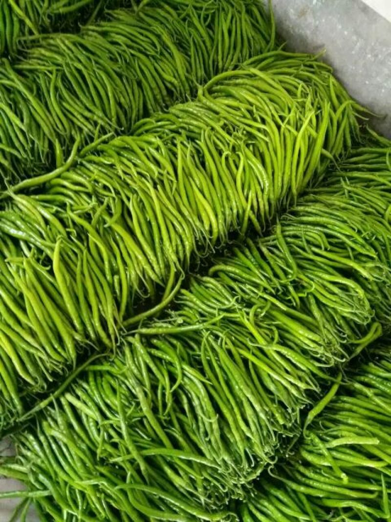 山东临沂费县线椒特辣可视频看货可供市场商超电商可电话订购