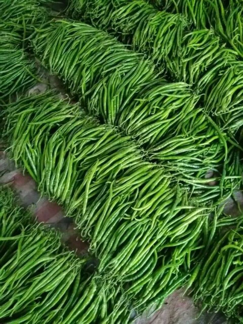 山东临沂费县线椒特辣可视频看货可供市场商超电商可电话订购