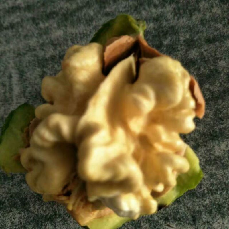 青皮核桃40mm以上青皮湿