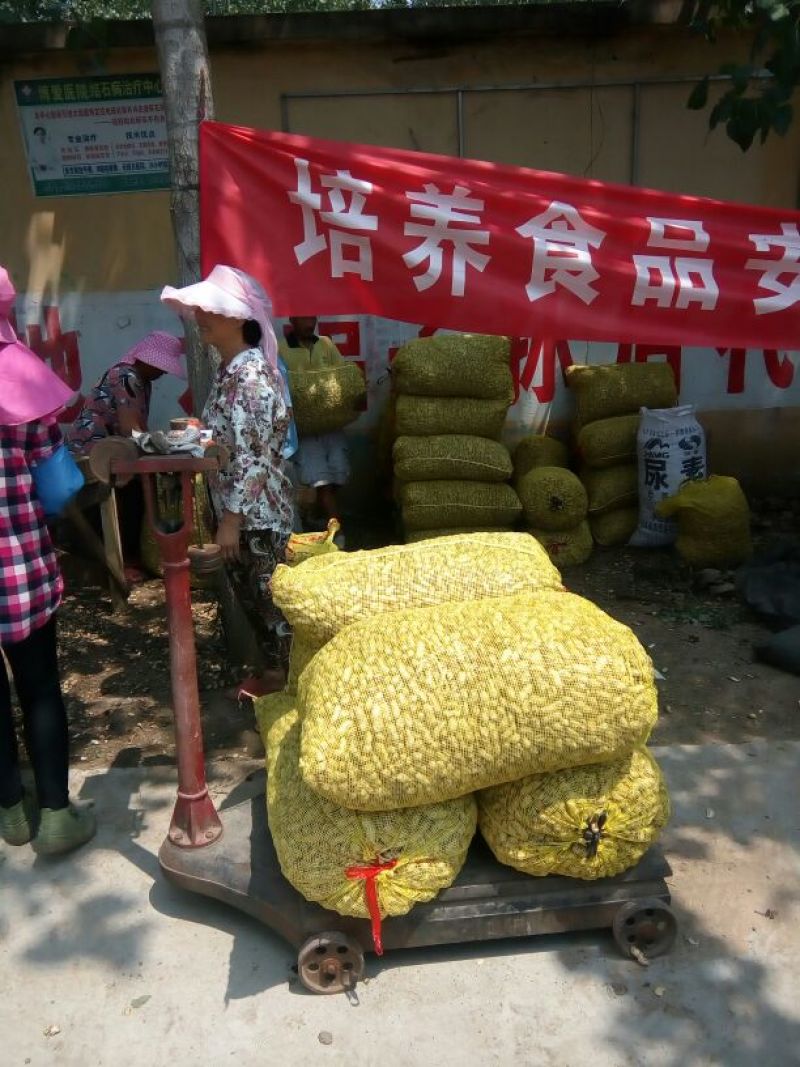 鲜花生白沙系列带壳过筛手捡精品果，颗粒饱满，货源充足。