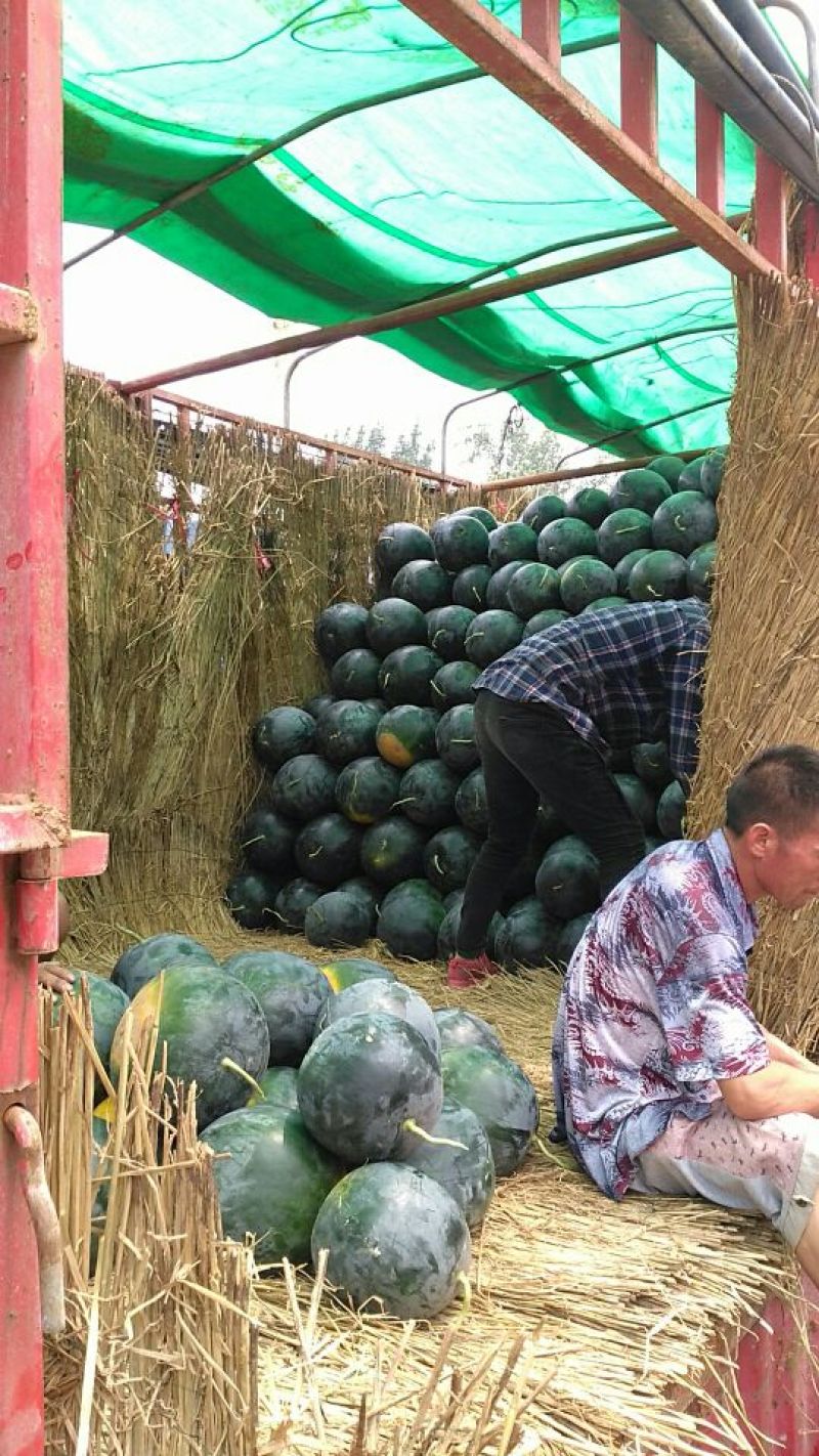 黑皮无籽西瓜大量上市了，保质保量代发全国