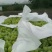 维多利亚葡萄5%以下2斤以上