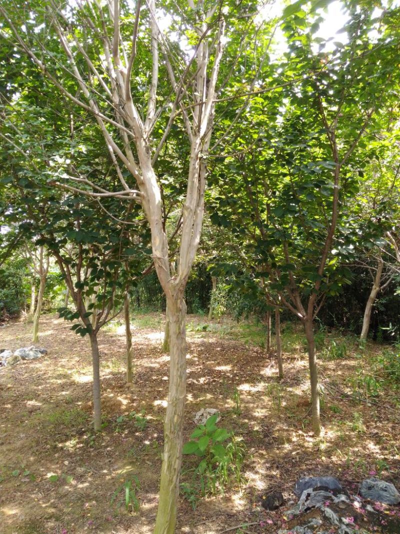 百日红4~6cm2.5~3米3米以上