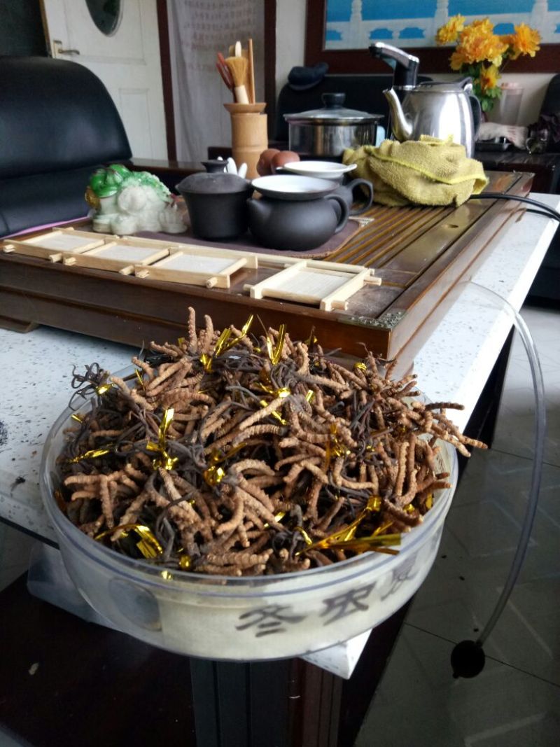 冬虫夏草袋装