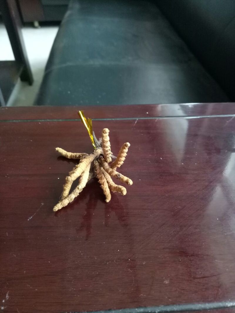 冬虫夏草袋装