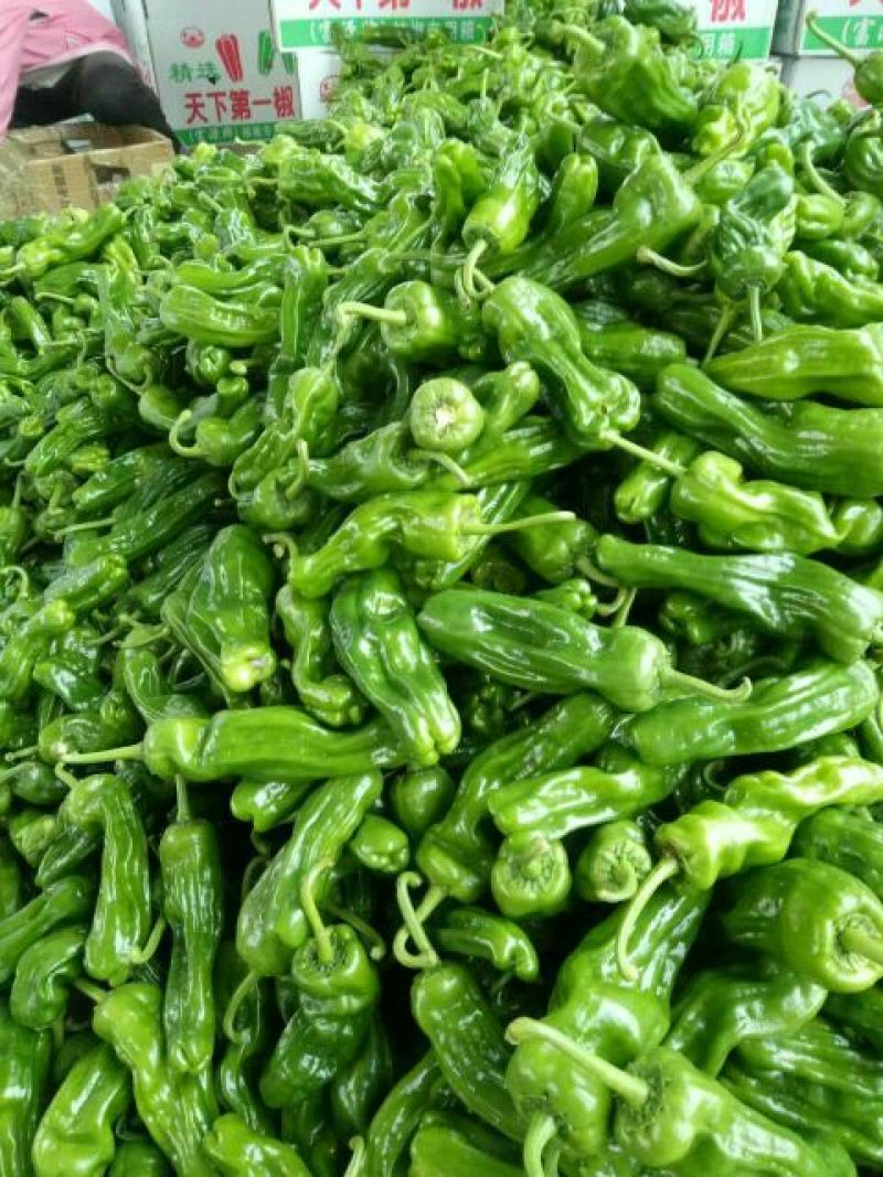 芜湖椒0.5~2厘米微辣青