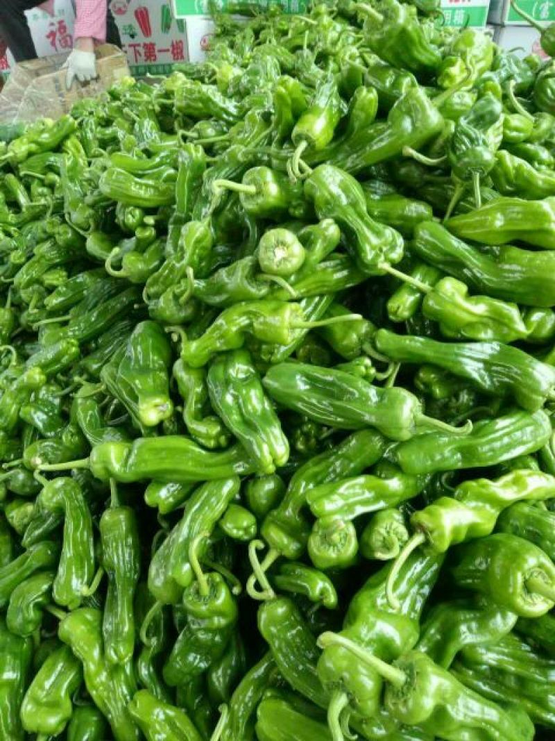 芜湖椒0.5~2厘米微辣青