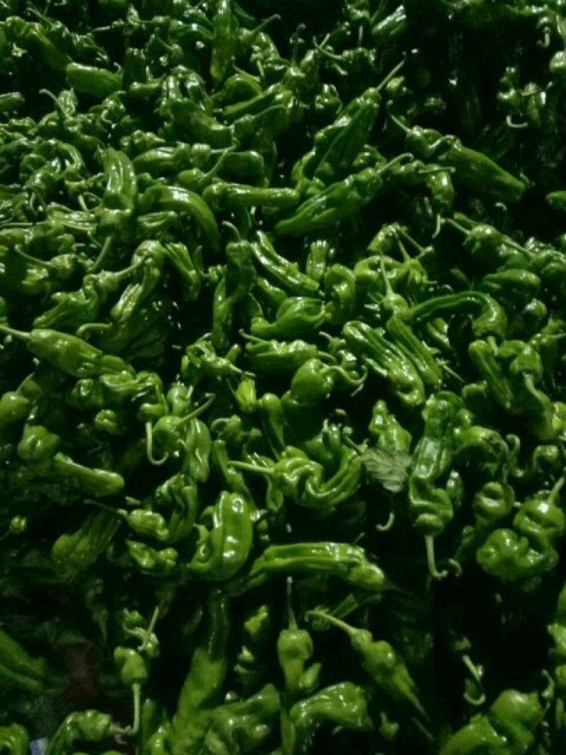 芜湖椒0.5~2厘米微辣青