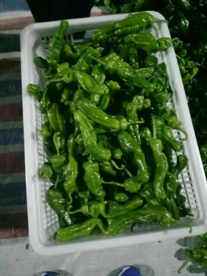 芜湖椒0.5~2厘米微辣青