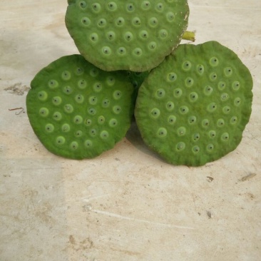 莲蓬5~8cm