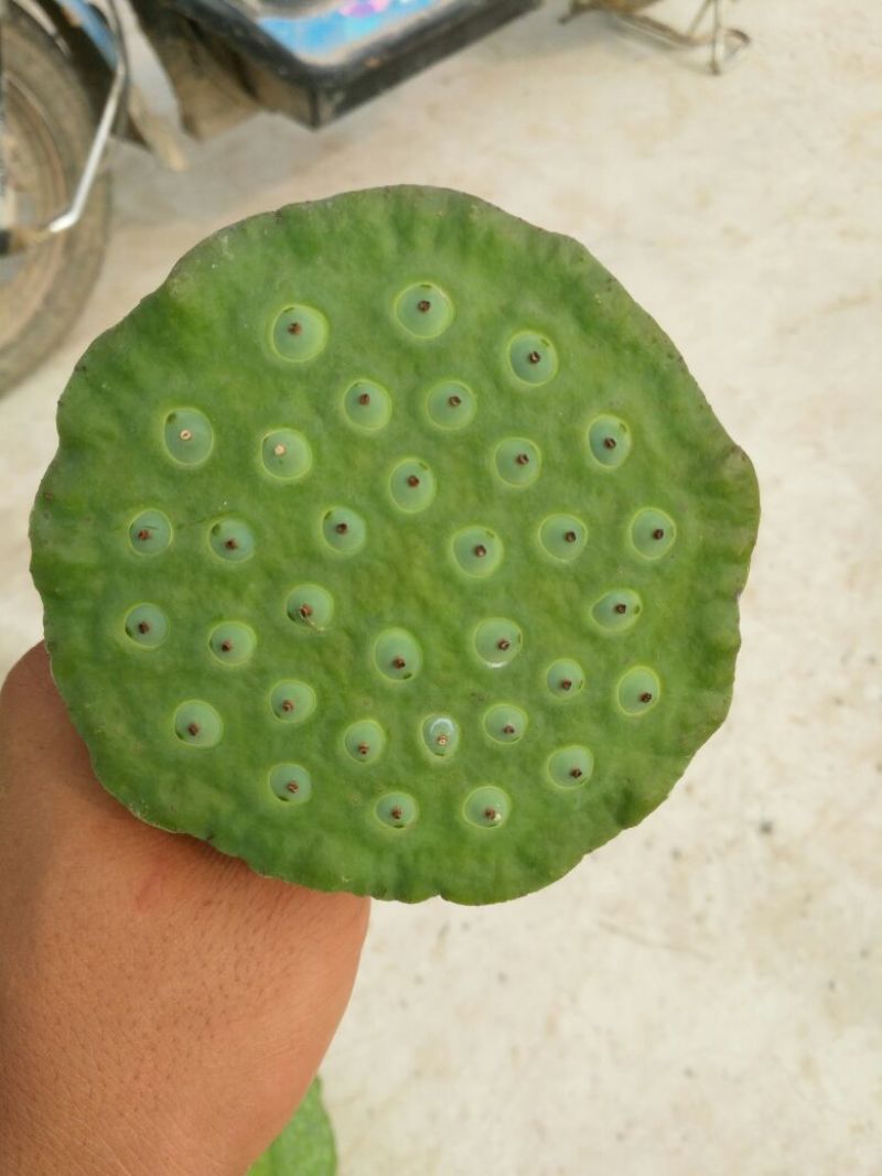 莲蓬5~8cm