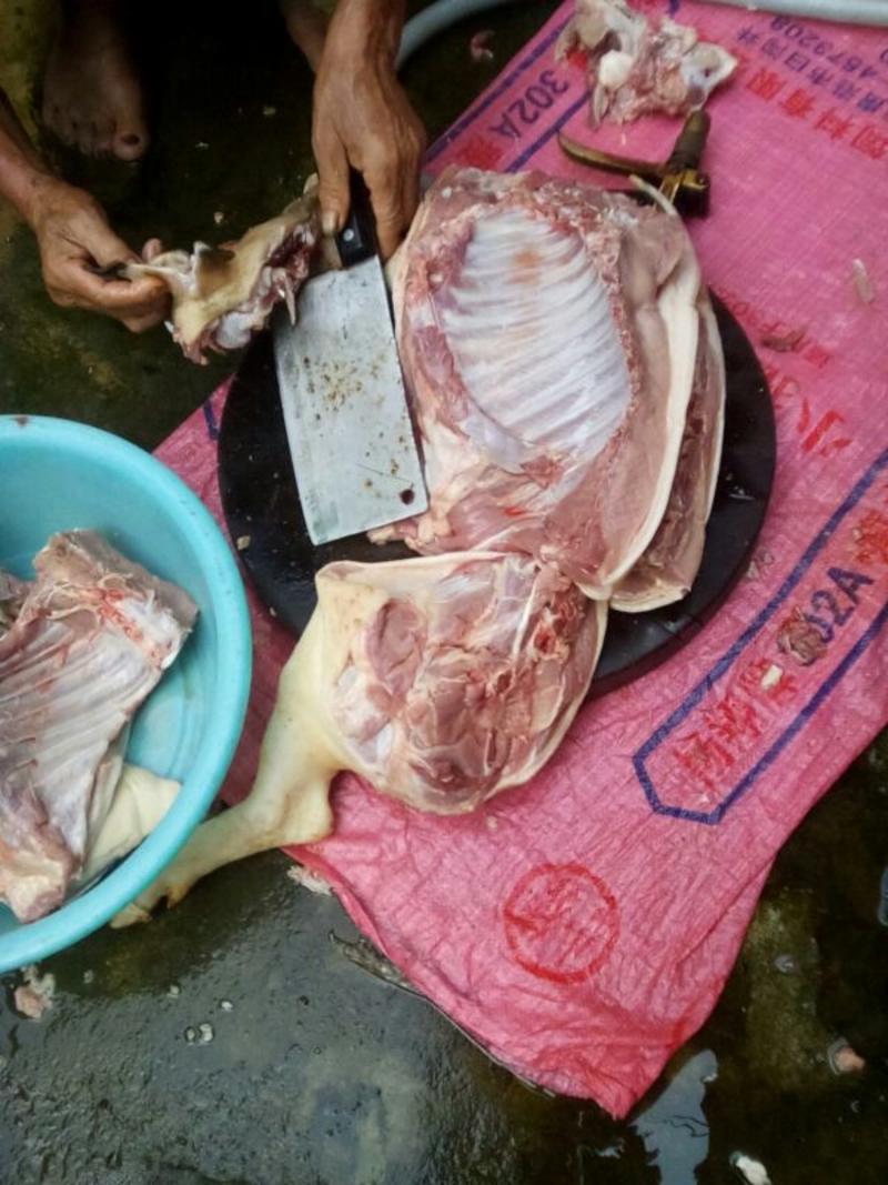 巴马香猪仔猪20~30斤