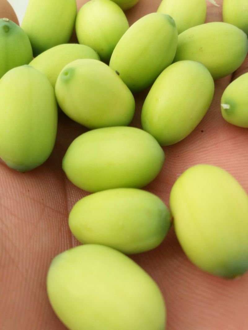莲蓬5~8cm