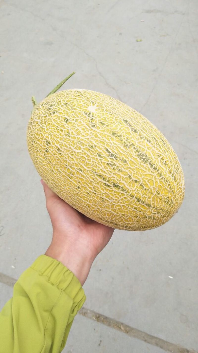 黄86哈密瓜5斤以上椭圆形