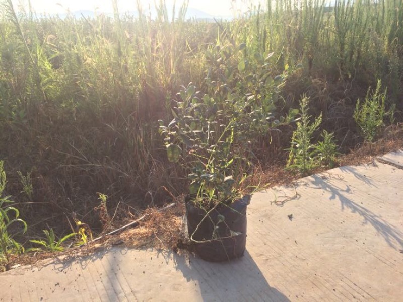 蓝莓苗1~2年30~50cm