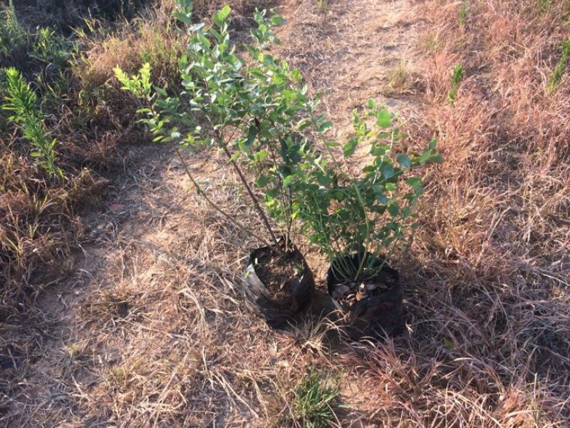 蓝莓苗1~2年30~50cm