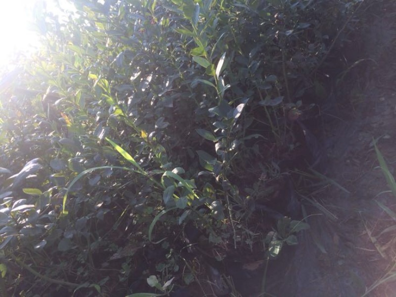 蓝莓苗1~2年30~50cm