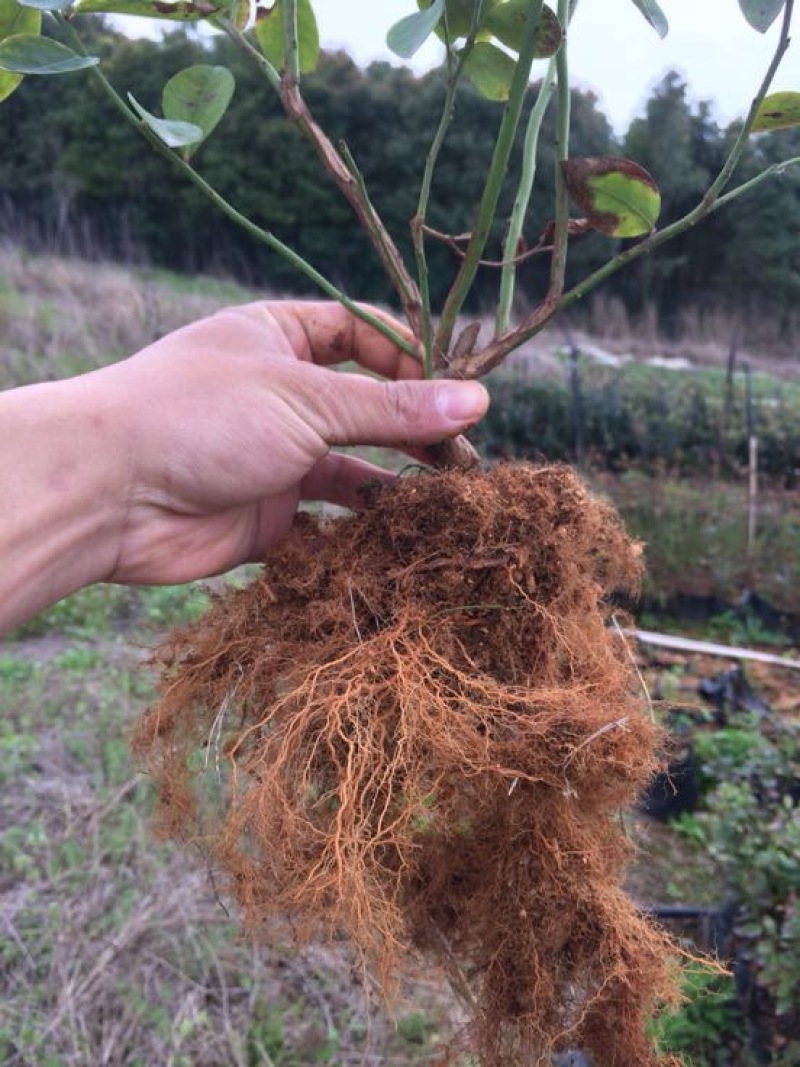 蓝莓苗1~2年30~50cm