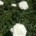 多花芍药2~4cm0.5米以下