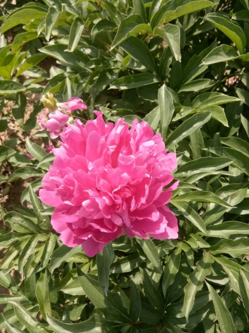 多花芍药2~4cm0.5米以下