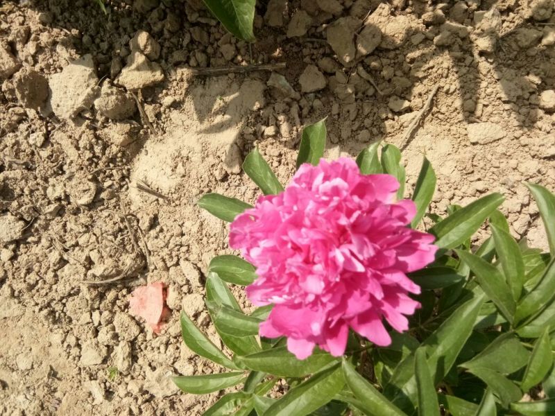 多花芍药2~4cm0.5米以下