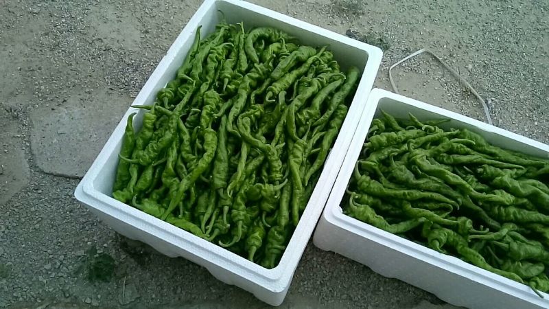 线椒15~20厘米青中辣